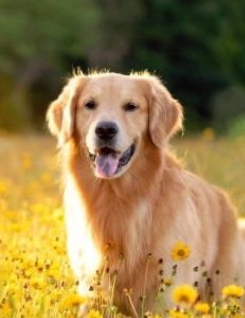 A dog sitting in the grass with yellow flowers.